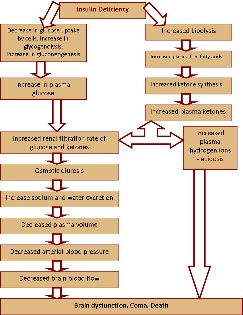 Events caused by severe untreated insulin deficiency in diabetes type 1 patients. Adapted from: Human Physiology, the mechanisms of body function, 7th edition, Vander et al.